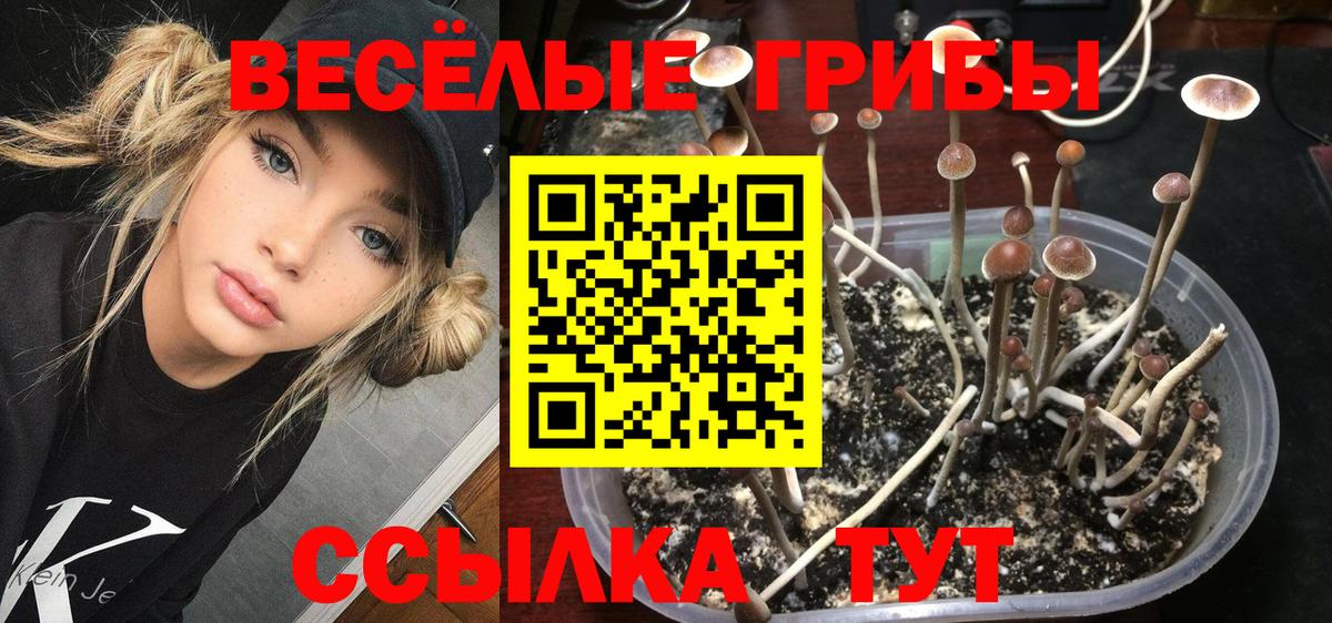 Псилоцибиновые грибы GOLDEN TEACHER  цены наркотик  Тавда  Галлюциногенные грибы мухоморы  Вход с VPN 